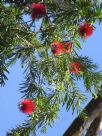 Callistemon viminalis