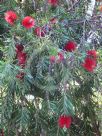 Callistemon viminalis