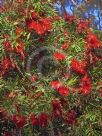 Callistemon viminalis