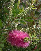 Callistemon Burgundy