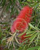 Callistemon Harkness