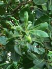 Calophyllum inophyllum