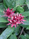 Calycanthus floridus