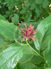 Calycanthus occidentalis