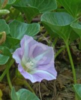 Calystegia soldanella