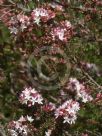 Calytrix alpestris