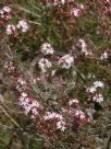 Calytrix alpestris