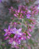 Calytrix leschenaultii