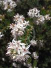 Calytrix tetragona