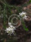 Calytrix tetragona