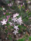 Calytrix tetragona