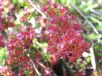 Calytrix tetragona