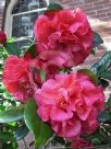 Camellia japonica