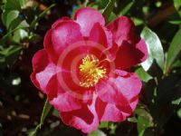 Camellia sasanqua