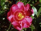 Camellia sasanqua