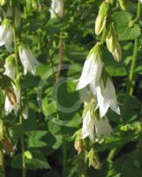 Campanula alliariifolia alliariifolia