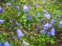 Campanula cochleariifolia