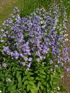 Campanula lactiflora