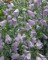 Campanula longistyla Isabella