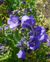 Campanula persicifolia