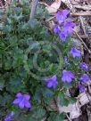 Campanula portenschlagiana