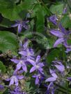 Campanula poscharskyana