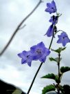 Campanula rotundifolia