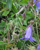 Campanula sarmatica