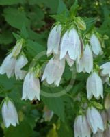 Campanula takesimana