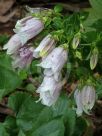 Campanula takesimana