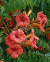 Campsis radicans