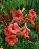 Campsis radicans