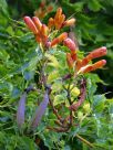 Campsis radicans