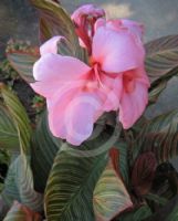 Canna generalis Pringle Bay