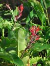 Canna indica