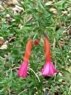 Cantua buxifolia