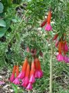 Cantua buxifolia