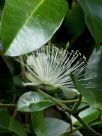 Capparis arborea