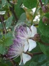 Capparis spinosa