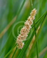 Carex appressa