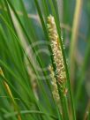 Carex appressa