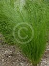 Carex appressa