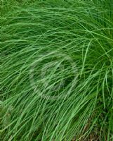 Carex brunnea