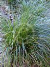 Carex brunnea