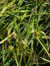 Carex grayi