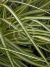 Carex oshimensis Evergold