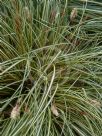 Carex oshimensis Evergold