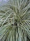 Carex oshimensis Evergold