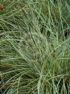 Carex oshimensis Evergold