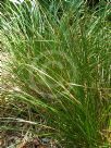 Carex secta